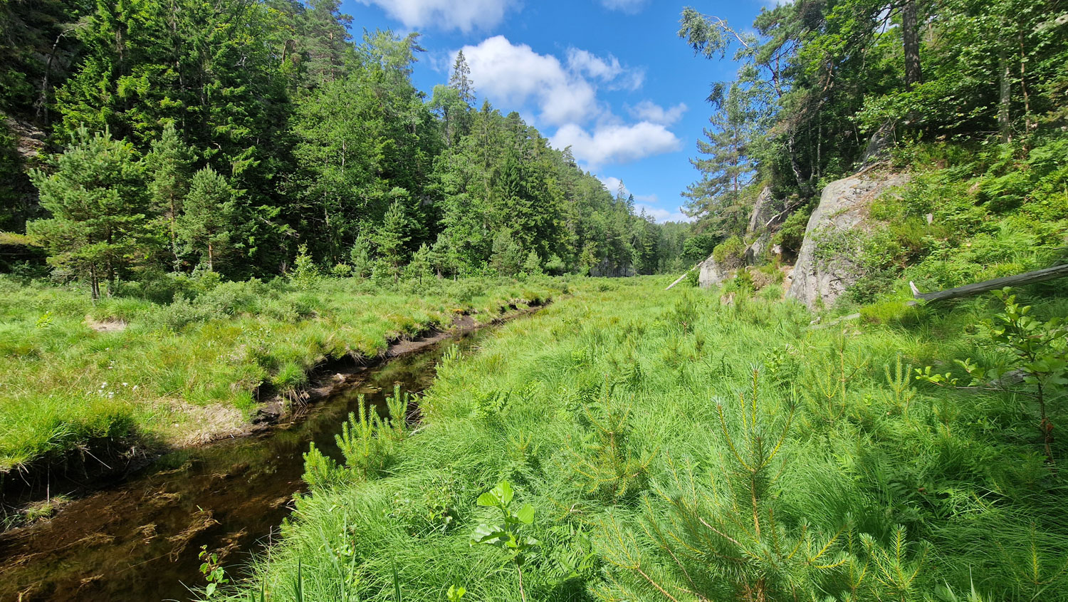 Amtedalsbekken på Omre med intakt natur