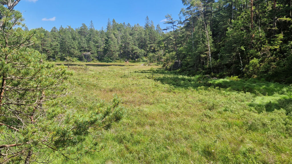 Natur, vann, myr og skog. Intakt natur på Omre